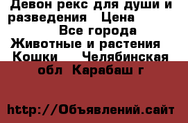 Девон рекс для души и разведения › Цена ­ 20 000 - Все города Животные и растения » Кошки   . Челябинская обл.,Карабаш г.